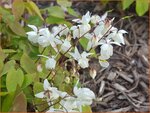 Epimedium youngianum 'Niveum'