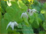Epimedium youngianum 'Yenomoto' | Elfenbloem | Zierliche Garten-Elfenblume