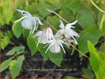 Epimedium youngianum 'Yenomoto' | Elfenbloem | Zierliche Garten-Elfenblume