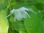 Epimedium youngianum 'Yenomoto' | Elfenbloem | Zierliche Garten-Elfenblume