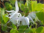 Epimedium youngianum 'Yenomoto' | Elfenbloem | Zierliche Garten-Elfenblume