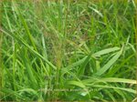 Eragrostis spectabilis 'Purpurflirren' | Liefdesgras | Purpur-Liebesgras