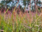 Eragrostis spectabilis 'Purpurflirren' | Liefdesgras | Purpur-Liebesgras