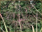 Eragrostis spectabilis 'Purpurflirren' | Liefdesgras | Purpur-Liebesgras