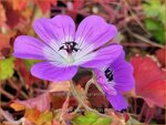 Geranium 'Bloom Time' | Ooievaarsbek, Tuingeranium | Storchschnabel