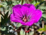 Geranium 'Dark Eyes' | Ooievaarsbek, Tuingeranium, Geranium | Storchschnabel | Cranesbill