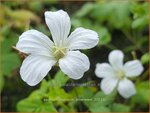 Geranium nodosum 'Silverwood' | Knopige ooievaarsbek, Ooievaarsbek, Tuingeranium | Bergwald-Storchschnabel