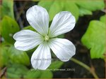 Geranium nodosum 'Silverwood' | Knopige ooievaarsbek, Ooievaarsbek, Tuingeranium | Bergwald-Storchschnabel