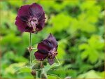 Geranium phaeum 'Angelina' | Donkere ooievaarsbek, Ooievaarsbek, Tuingeranium | Brauner Storchschnabel