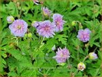 Geranium pratense 'Else Lacey' | Beemdooievaarsbek, Ooievaarsbek, Tuingeranium | Wiesen-Storchschnabel