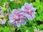 Geranium pratense 'Else Lacey' | Beemdooievaarsbek, Ooievaarsbek, Tuingeranium | Wiesen-Storchschnabel