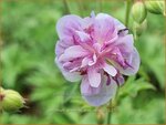 Geranium pratense 'Else Lacey' | Beemdooievaarsbek, Ooievaarsbek, Tuingeranium | Wiesen-Storchschnabel