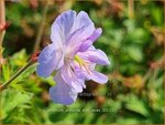 Geranium pratense 'Else Lacey' | Beemdooievaarsbek, Ooievaarsbek, Tuingeranium | Wiesen-Storchschnabel