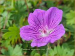 Geranium sanguineum 'Khan' | Bloedooievaarsbek, Ooievaarsbek, Tuingeranium | Blut-Storchschnabel