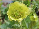 Geum rivale 'Tales of Hex' | Knikkend nagelkruid, Nagelkruid | Bach-Nelkenwurz