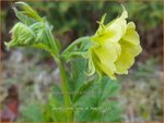 Geum rivale 'Tales of Hex' | Knikkend nagelkruid, Nagelkruid | Bach-Nelkenwurz
