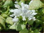 Lamium maculatum 'White Nancy' | Gevlekte dovenetel, Dovenetel | Gefleckte Taubnessel