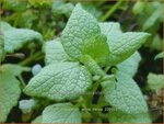Lamium maculatum 'White Nancy' | Gevlekte dovenetel, Dovenetel | Gefleckte Taubnessel