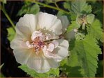 Malva 'Park Allee' | Vaste stokroos, Stokroos | Ausdauernde Stockrose