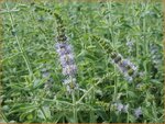 Mentha longifolia 'Silver Form' | Hertsmunt, Bosmunt, Munt | Ro&szlig;-Minze
