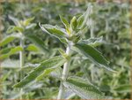Mentha longifolia 'Silver Form' | Hertsmunt, Bosmunt, Munt | Ro&szlig;-Minze