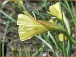 Narcissus bulbocodium 'Spoirot' | Hoepelroknarcis, Narcis | Reifrock-Narzisse | Hoop-petticoat Daffodil