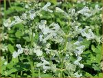 Nepeta racemosa 'Snowflake' | Kattenkruid | Traubige Katzenminze