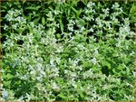 Nepeta racemosa 'Snowflake' | Kattenkruid | Traubige Katzenminze