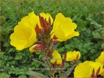 Oenothera fruticosa 'Sonnenwende' | Teunisbloem | Strauchige Nachtkerze