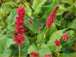 Persicaria amplexicaulis 'Anne's Choice' | Doorgroeide duizendknoop, Adderwortel, Duizendknoop | Kerzen