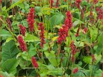 Persicaria amplexicaulis 'Anne's Choice' | Doorgroeide duizendknoop, Adderwortel, Duizendknoop | Kerzen