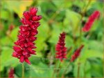 Persicaria amplexicaulis 'Anne's Choice' | Doorgroeide duizendknoop, Adderwortel, Duizendknoop | Kerzen