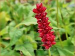 Persicaria amplexicaulis 'Anne's Choice' | Doorgroeide duizendknoop, Adderwortel, Duizendknoop | Kerzen