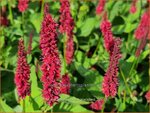 Persicaria amplexicaulis 'Blackfield' | Doorgroeide duizendknoop, Adderwortel, Duizendknoop | Kerzenkn&ouml;terich