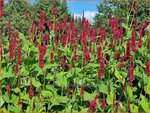 Persicaria amplexicaulis 'Blackfield' | Doorgroeide duizendknoop, Adderwortel, Duizendknoop | Kerzenkn&ouml;terich