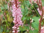 Persicaria amplexicaulis 'Fascination' | Doorgroeide duizendknoop, Adderwortel, Duizendknoop | Kerzenkn&ouml;terich