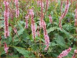 Persicaria amplexicaulis 'Fascination' | Doorgroeide duizendknoop, Adderwortel, Duizendknoop | Kerzenkn&ouml;terich