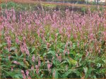 Persicaria amplexicaulis 'Fascination' | Doorgroeide duizendknoop, Adderwortel, Duizendknoop | Kerzenkn&ouml;terich