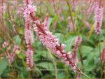 Persicaria amplexicaulis 'Fascination' | Doorgroeide duizendknoop, Adderwortel, Duizendknoop | Kerzenkn&ouml;terich
