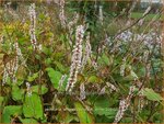 Persicaria amplexicaulis 'Fat White' | Doorgroeide duizendknoop, Adderwortel, Duizendknoop | Kerzenkn&ouml;terich