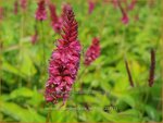 Persicaria amplexicaulis 'Heutinck' | Doorgroeide duizendknoop, Adderwortel, Duizendknoop | Kerzenkn&ouml;terich