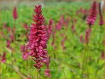 Persicaria amplexicaulis 'Heutinck' | Doorgroeide duizendknoop, Adderwortel, Duizendknoop | Kerzenkn&ouml;terich