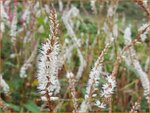 Persicaria amplexicaulis 'White Eastfield' | Doorgroeide duizendknoop, Adderwortel, Duizendknoop | Kerzenkn&ouml;te