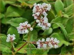 Persicaria campanulata 'Alba' | Belletjesduizendknoop, Klokjesduizendknoop, Duizendknoop | Glockenkn&ouml;terich | Lesser