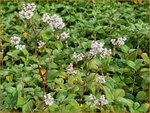 Persicaria campanulata 'Alba' | Belletjesduizendknoop, Klokjesduizendknoop, Duizendknoop | Glockenkn&ouml;terich | Lesser