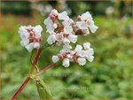 Persicaria campanulata 'Alba' | Belletjesduizendknoop, Klokjesduizendknoop, Duizendknoop | Glockenkn&ouml;terich | Lesser