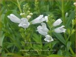Physostegia virginiana 'Summer Snow' | Scharnierbloem | Gelenkblume