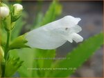 Physostegia virginiana 'Summer Snow' | Scharnierbloem | Gelenkblume