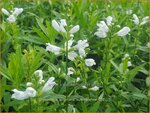 Physostegia virginiana 'Summer Snow' | Scharnierbloem | Gelenkblume