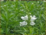 Physostegia virginiana 'Summer Snow' | Scharnierbloem | Gelenkblume